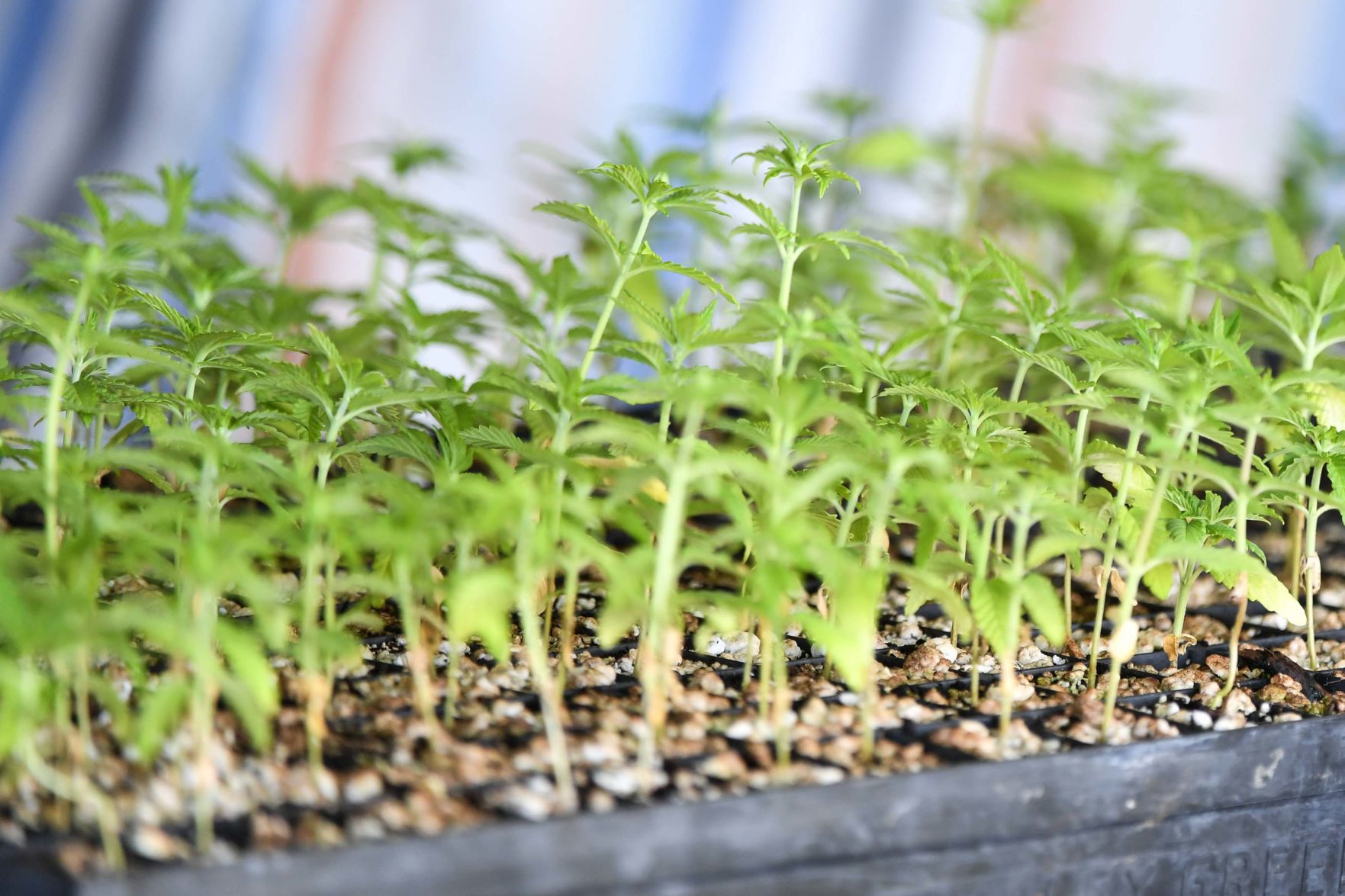 Yonderfield Holds Statewide Hemp Summit